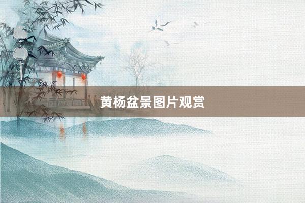 黄杨盆景图片观赏